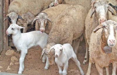 Αυστηρά μέτρα βιοασφάλειας κατά τη μεταφορά ζωοτροφών