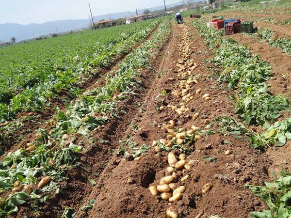 Κακή χρονιά για την παραγωγή πατάτας στη Μεσσήνη