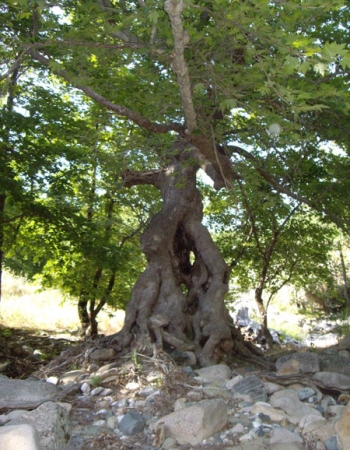 Απαγόρευση υλοτομίας του πλάτανου για 11 χρόνια!