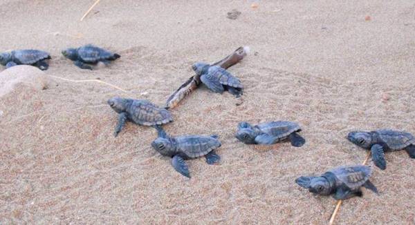 Τα πρώτα χελωνάκια βγήκαν στον Κυπαρισσιακό 