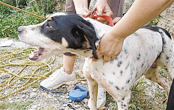 Σύλληψη για κακοποίηση σκύλου στην Κυπαρισσία