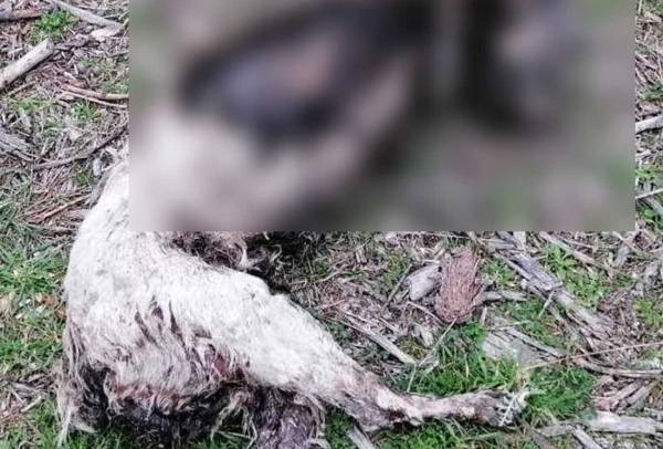 Καβάλα: Ακρωτηρίασαν σκύλο και του έβαλαν φωτιά