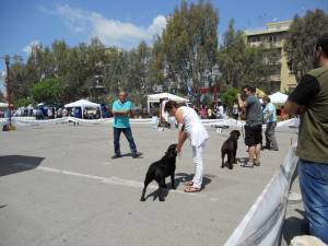 130 σκυλιά από 35 ράτσες στην 12η Πανελλήνια Εκθεση Μορφολογίας στο πάρκινγκ του Νέδοντα (φωτογραφίες)