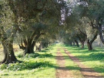 Αποζημιώσεις για ηρτημένη εσοδεία στις απαλλοτριώσεις του Σελλασία