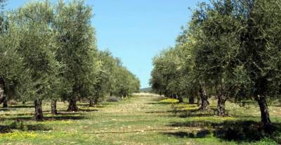 Η Ενωση Μεσσηνίας για δακοκτονία και φορολόγηση