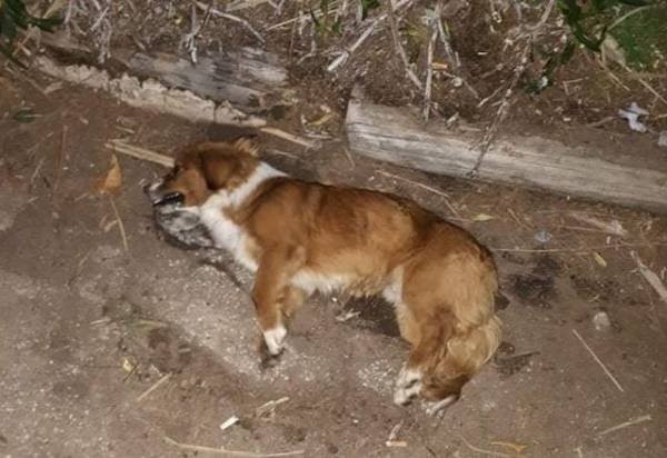 Μεσσηνία: Ασυνείδητοι σκότωσαν σκύλους με φόλες στο Καλό Νερό!