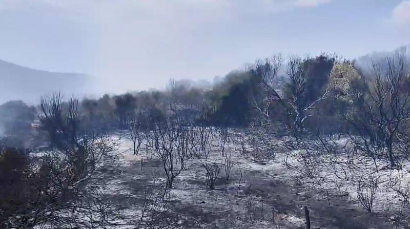 Μεσσηνία: 180 στρέμματα κάηκαν στο Μεσοχώρι