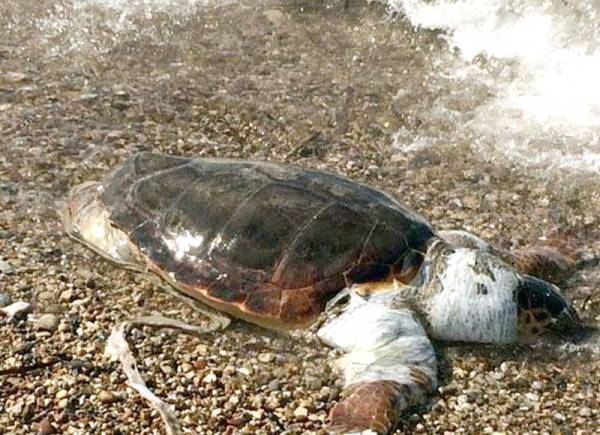 Νεκρή χελώνα καρέτα – καρέτα στην Κυπαρισσία