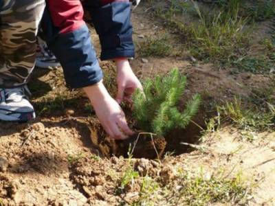 Κάλεσμα του Ορειβατικού για αναδάσωση στον Ταΰγετο