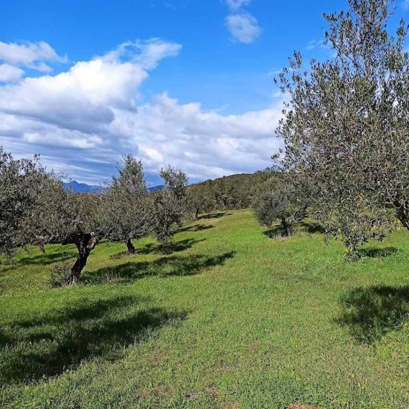Τέλος εποχής για τον πρωτογενή τομέα της Μεσσηνίας
