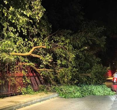 Καλαμάτα: Μουριά έπεσε στο πλάι του Πάρκου Σιδηροδρομών