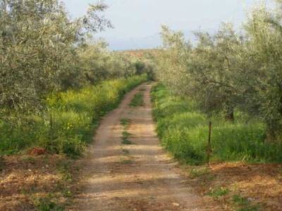 Δήμος Μεσσήνης: Στο 3ο μειοδότη η αγροτική οδοποιία