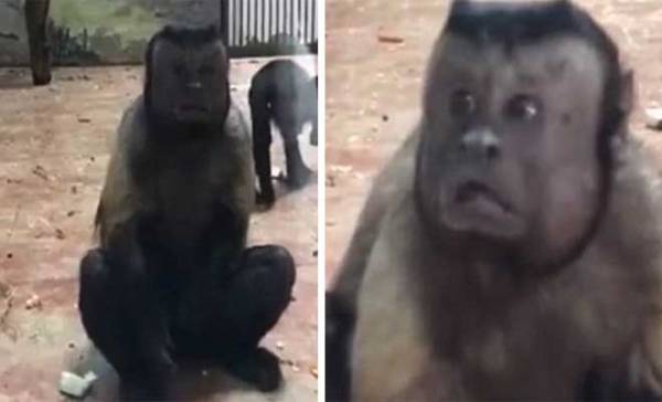 Μαϊμού με &quot;ανθρώπινο πρόσωπο&quot; γίνεται διάσημη στο Διαδίκτυο (Βίντεο)