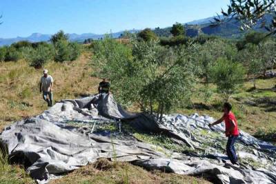 Ξεκίνησαν οι αιτήσεις για ενίσχυση ελαιοπαραγωγών