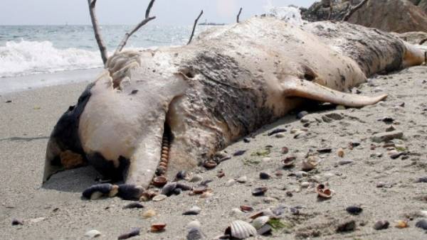 Ανησυχία στη Γαλλία: Αριθμός ρεκόρ νεκρών δελφινιών ξεβράζεται στις ακτές