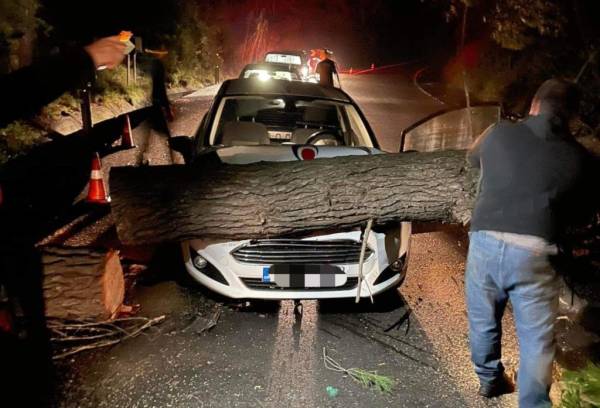 Πύργου-Κυπαρισσίας: Δέντρο έπεσε σε διερχόμενο ΙΧ – Τυχερός… στην ατυχία του ο οδηγός!