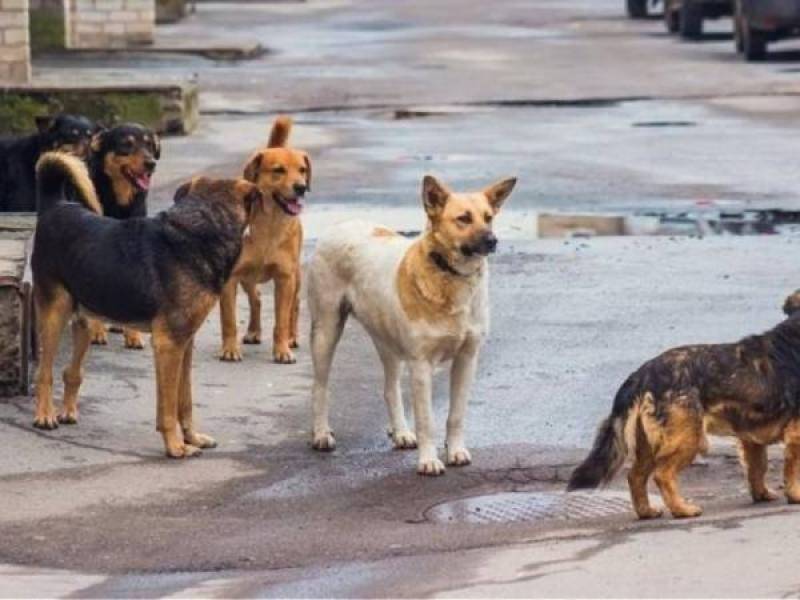 Καλαμάτα: Σύλληψη 60χρονου για παραβίαση ευζωίας σκύλων