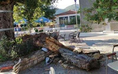 “Αναγέννηση Ανω Μεσσηνίας”: O Γιάννης Αδαμόπουλος για επικίνδυνο πλάτανο στο Κατσαρού