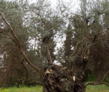 Επιδρομή για καυσόξυλα σε ελαιοπερίβολο