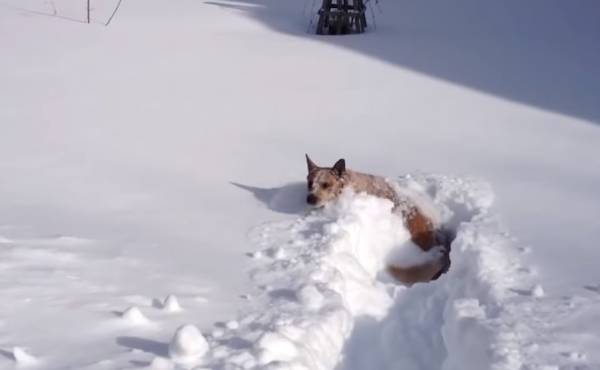 Ξεκαρδιστικές αντιδράσεις ζώων που έρχονται αντιμέτωπα με το χιόνι (Βίντεο)