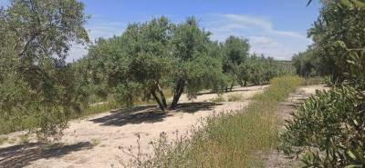 Αγροτικός Σύλλογος Χανδρινού και Περιφέρειας: Ζητεί άμεση επίλυση των προβλημάτων του ΟΣΔΕ 2026
