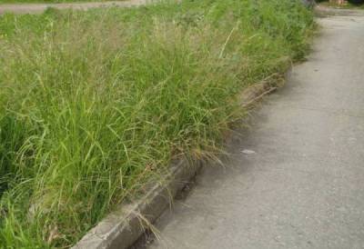 Καθαρισμό οικοπέδων ζητεί ο Δήμος Τριφυλίας