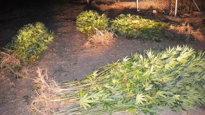Δύο Αλβανοί οι καλλιεργητές 308 χασισόδεντρων στην Οιχαλία