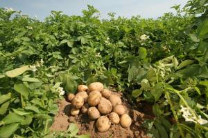 Χωρίς προβλήματα η καλλιέργεια πατάτας