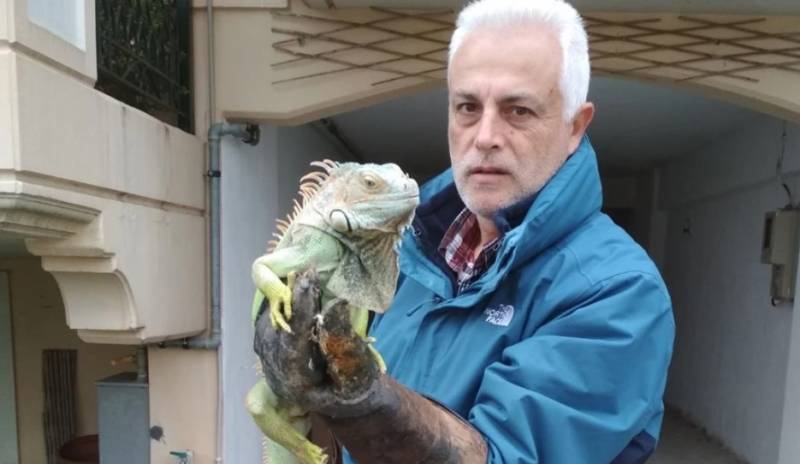 Λάρισα: Εγκαταλελειμμένο ιγκουάνα βρέθηκε δίπλα σε κάδο απορριμμάτων