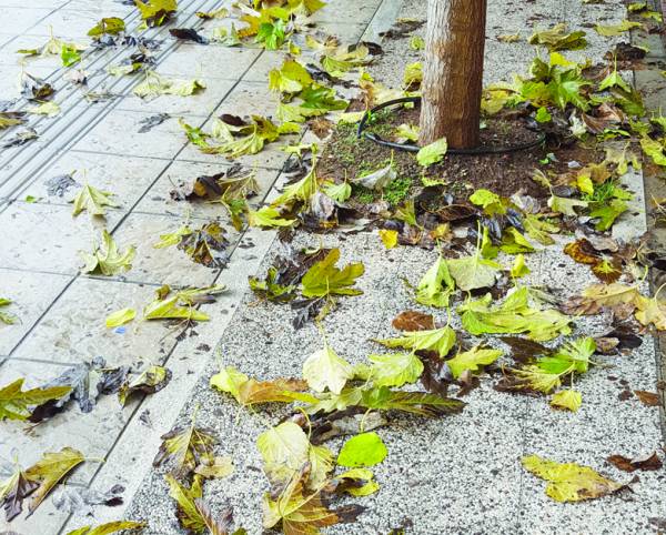 Φύλλα στα πεζοδρόμια 