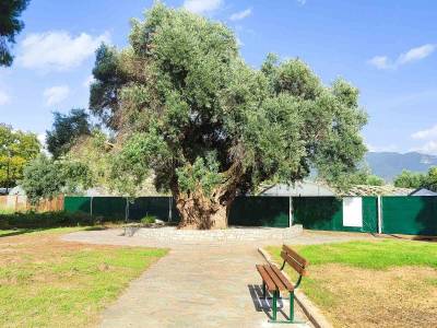 Συμβολική δράση για ανάδειξη της ελαιοκομικής κληρονομιάς της Καλαμάτας: Συγκομιδή της υπεραιωνόβιας “Μάνας Ελιάς”