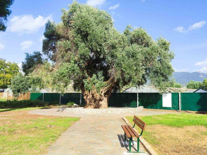 Συμβολική δράση για ανάδειξη της ελαιοκομικής κληρονομιάς της Καλαμάτας: Συγκομιδή της υπεραιωνόβιας “Μάνας Ελιάς”