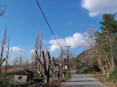 Διαμαρτυρία για κοπή δέντρων στο Πήδημα