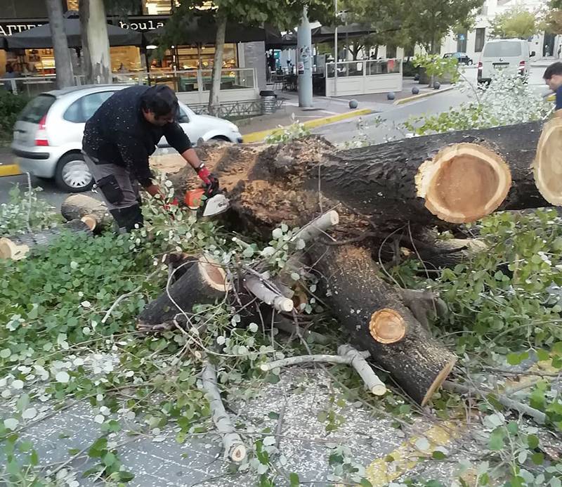 Μία ακόμα λεύκα κόπηκε στο κέντρο της Καλαμάτας