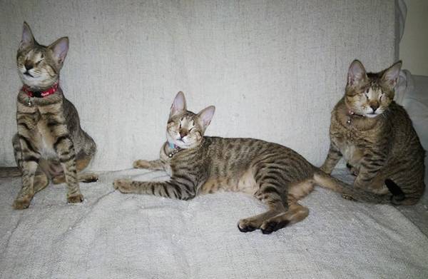 Κανείς δεν ήθελε να υιοθετήσει αυτά τα τρία τυφλά γατάκια (φωτογραφίες)