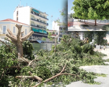 Οι αντιδράσεις έσωσαν  τους φίκους της πλατείας 