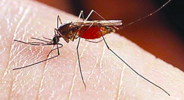 Επικίνδυνη επιδρομή κουνουπιών στη Γιάλοβα