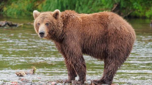 Ιταλία: Δικαστήριο ανέβαλε τη θανάτωση αρκούδας που σκότωσε 26χρονο δρομέα
