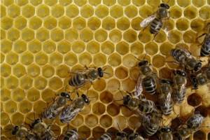 Ιδρύθηκε Σύλλογος Μελισσοκόμων Καλαμάτας