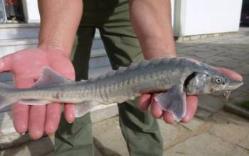 Βρέθηκε Οξύρρυγχος Σιβηρίας στο Δέλτα Έβρου