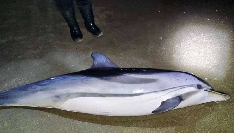 Δελφίνι δυο μέτρων ξεβράστηκε σε παραλία στην Καβάλα