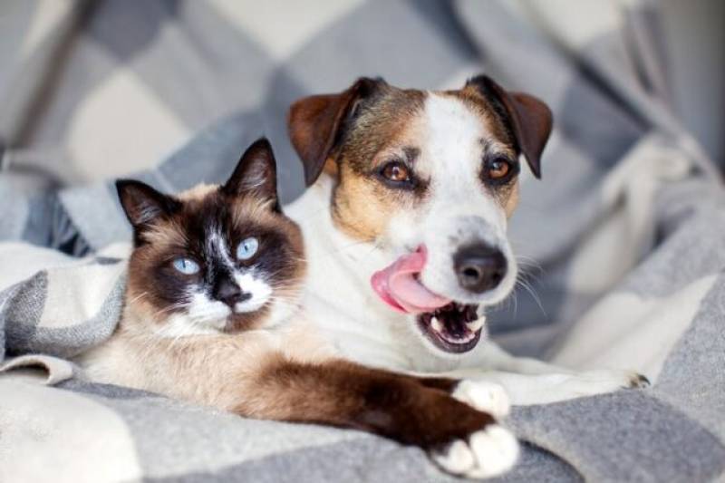 Καλαμάτα: Δράση για την Παγκόσμια Ημέρα των Ζώων από Δήμο και Φιλοζωικό Όμιλο