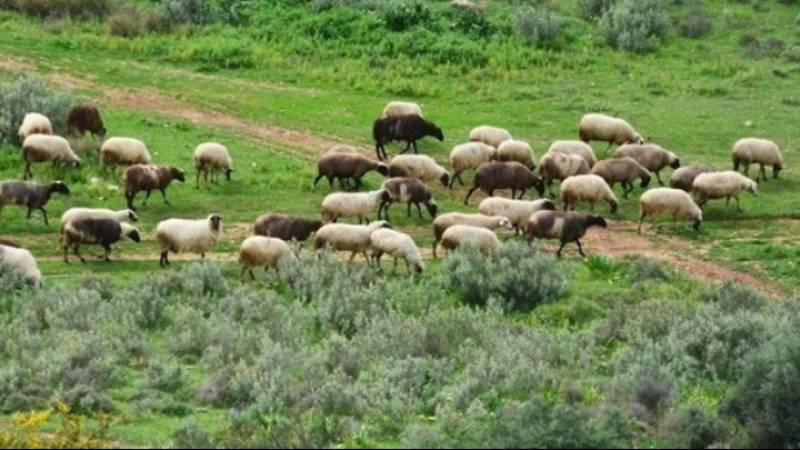 ΥΠΑΑΤ: Πενήντα εκατ. ευρώ σε κτηνοτρόφους για αποζημιώσεις