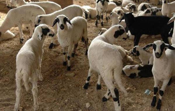 Χορήγηση ζωοτροφών σε πληγέντες κτηνοτρόφους