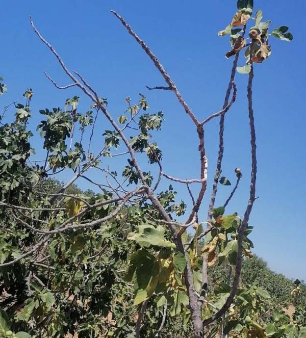 Δήμος Μεσσήνης: Αναγγελία ζημιάς για καλλιέργειες που επλήγησαν από τον καύσωνα