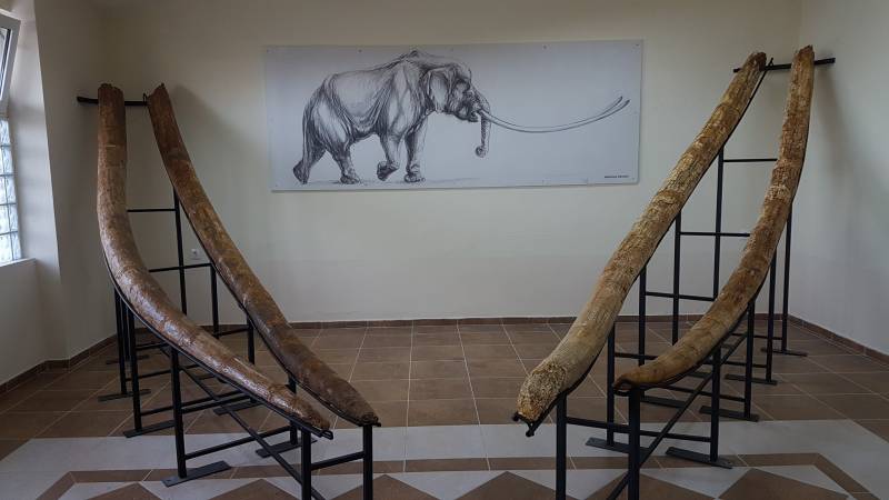 Γρεβενά: Στο κυνήγι των ελεφάντων πριν από 3,5 εκατ. χρόνια