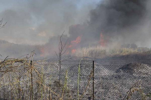 Κάηκαν 15 στρέμματα απέναντι από το αεροδρόμιο Καλαμάτας (βίντεο)