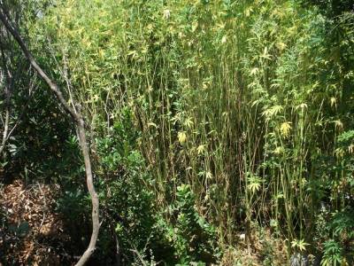 &quot;Δάσος&quot; με 1.543 χασισόδενδρα έως... 4 μέτρα στη Βάλτα Τριφυλίας (φωτογραφίες)