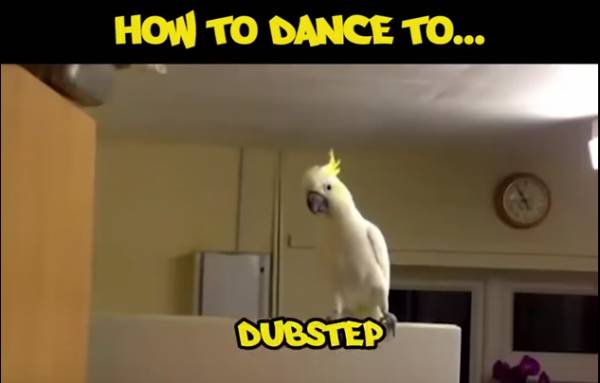 Παπαγάλοι χορεύουν σε ρυθμούς ηλεκτρονικής μουσικής! (βίντεο)