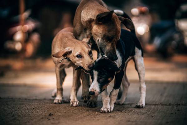 Μαγνησία: Παράνομη εξαγωγή ζώων συντροφιάς - Βρέθηκαν δεκάδες σκυλιά σε βαν